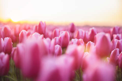 Pink tulip field at sunrise